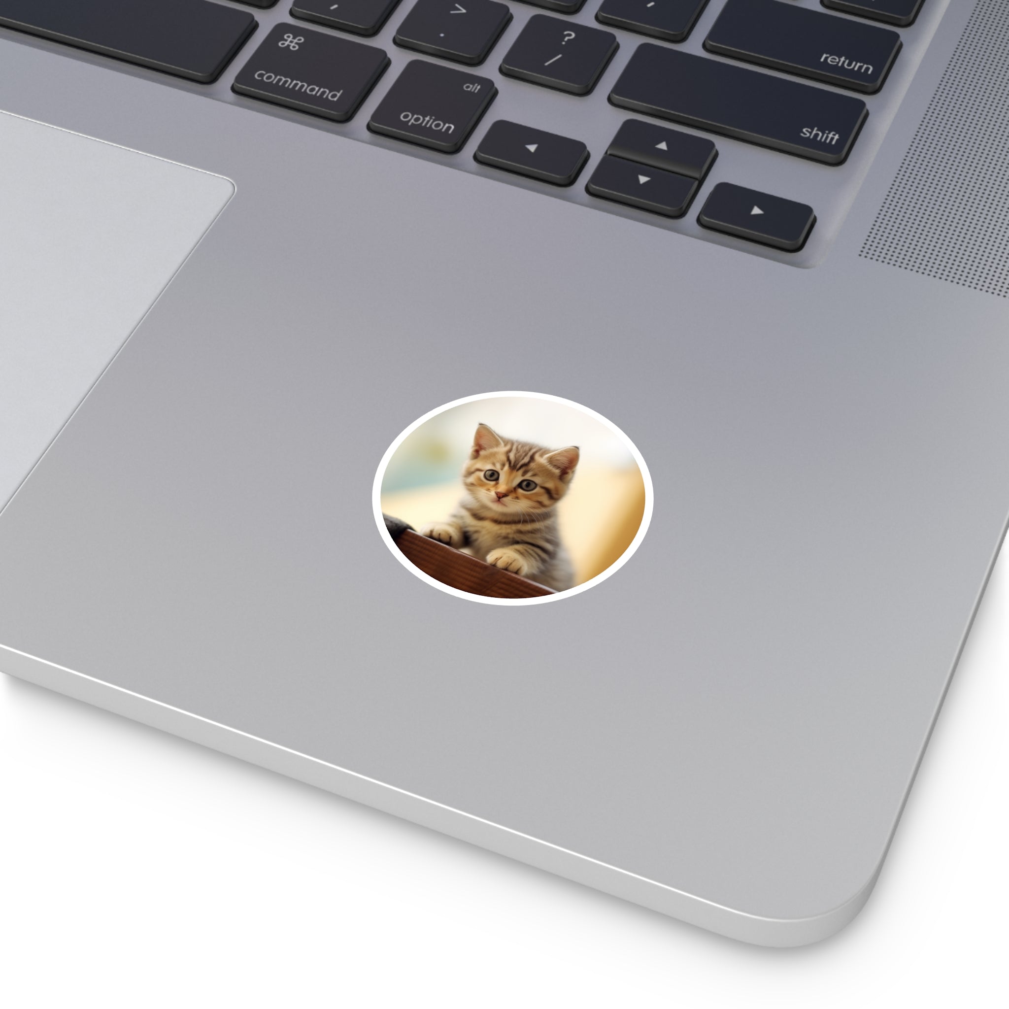 Exotic Kitten, Cute Pet Sticker, Soft Art, Adorable Design