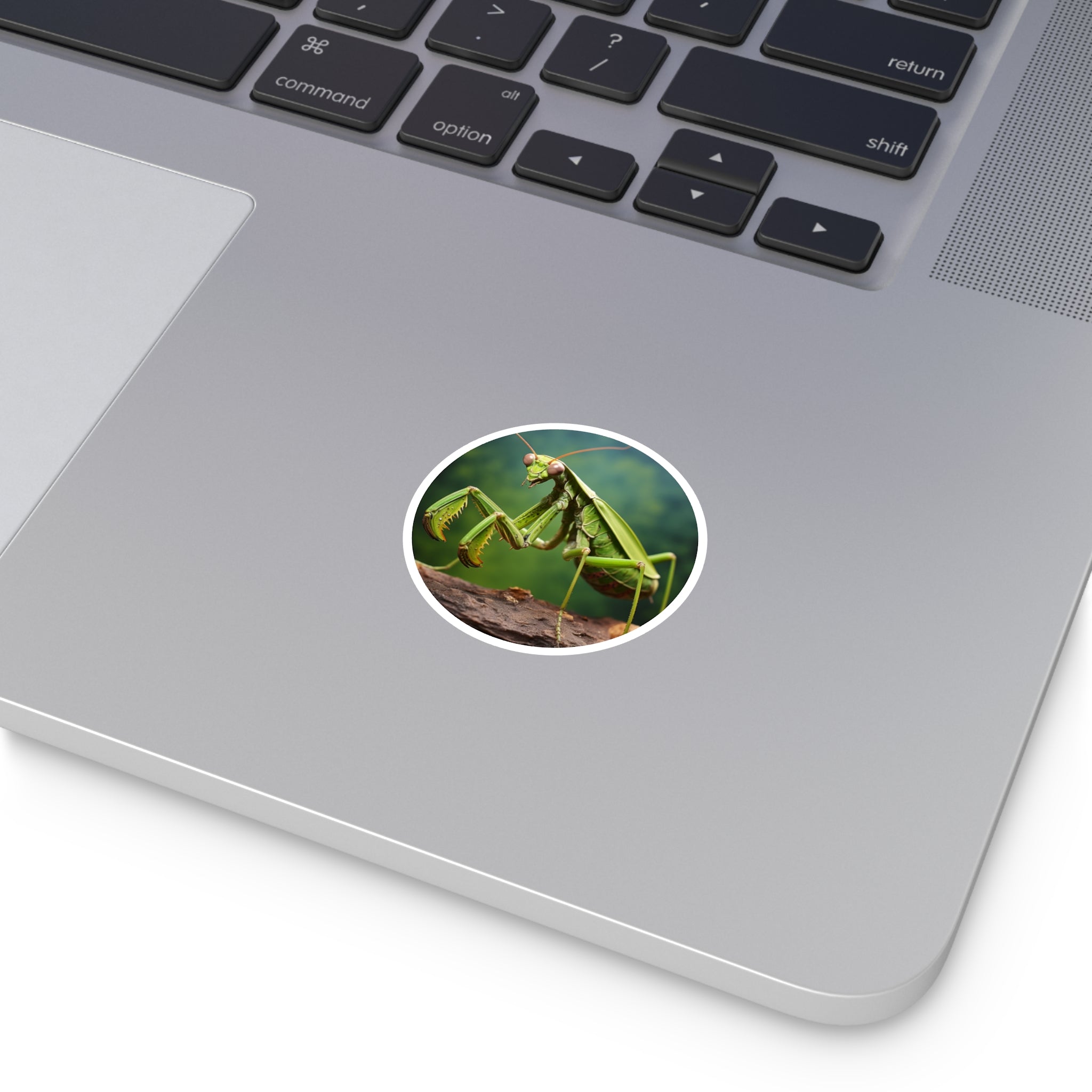 Praying Mantis Sticker, Insect Art, Nature Close-Up Design