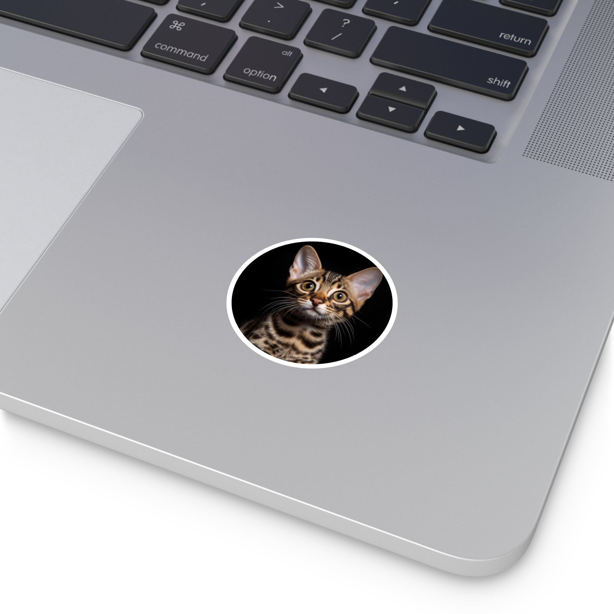 Exotic Cat, Realistic Pet Sticker, Calm Art, Minimal Design